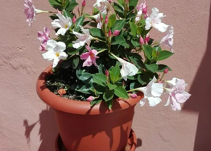 Casa Ofelia Σπίτι διακοπών