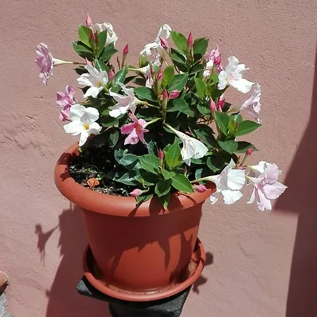 Casa Ofelia Holiday home